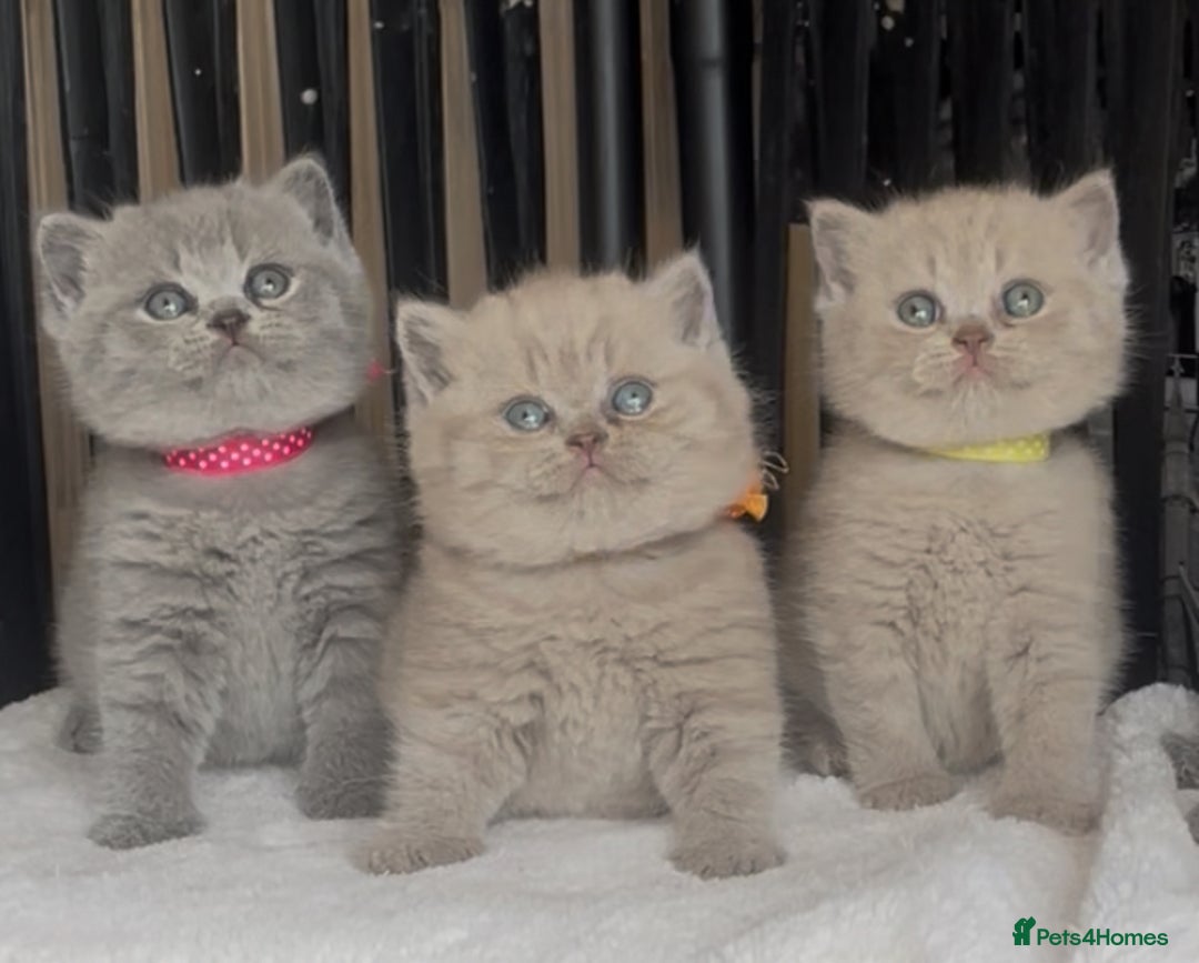 British Shorthair cats for sale: Absolutely beautiful BSH kittens  - Image 10