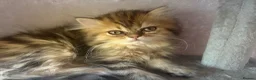Persian cats for sale: Golden Chinchilla Female Persian kittens - Advert 2