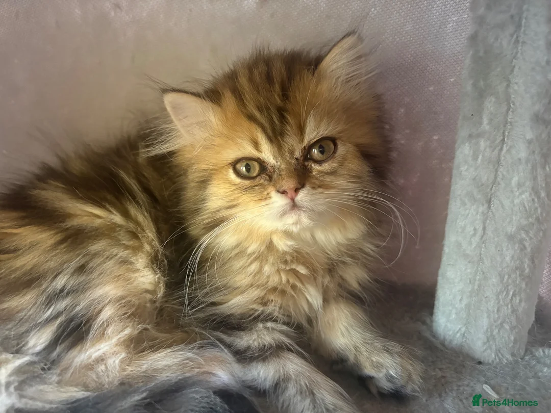 Persian cats for sale: Golden Chinchilla Female Persian kittens - Advert 2