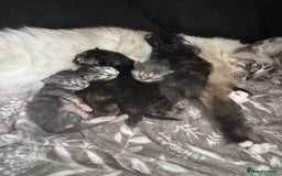 Ragcoon cats for sale: Gorgeous Mainecoon x Ragdoll kittens  - Image 13