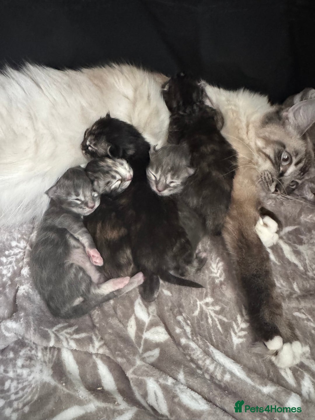Ragcoon cats for sale: Gorgeous Mainecoon x Ragdoll kittens  - Image 13