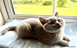 British Shorthair cats for sale: Kind Souls Fluffy Coats British Shorthair Kittens - Image 24