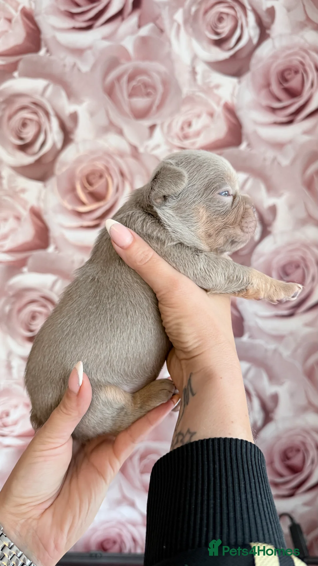 French Bulldog dogs for sale: Luxury French Bulldogs - Advert 7