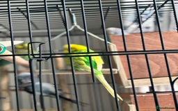 Budgerigars birds for sale: 4 Beautiful Budgies 2 Males 2 Females - Image 14