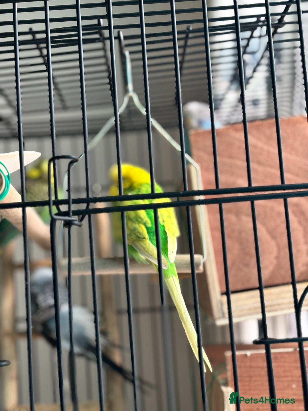 Budgerigars birds for sale: 4 Beautiful Budgies 2 Males 2 Females - Image 14