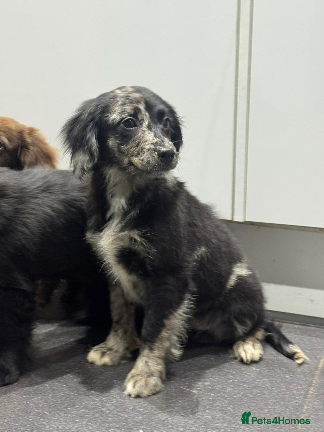 Cockapoo dogs for sale: Silver merle cockapoo puppies  - Advert 2