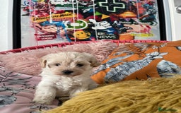 Maltipoo dogs for sale: ❤️XS TOY MALTIPOOS❤️ - Image 26