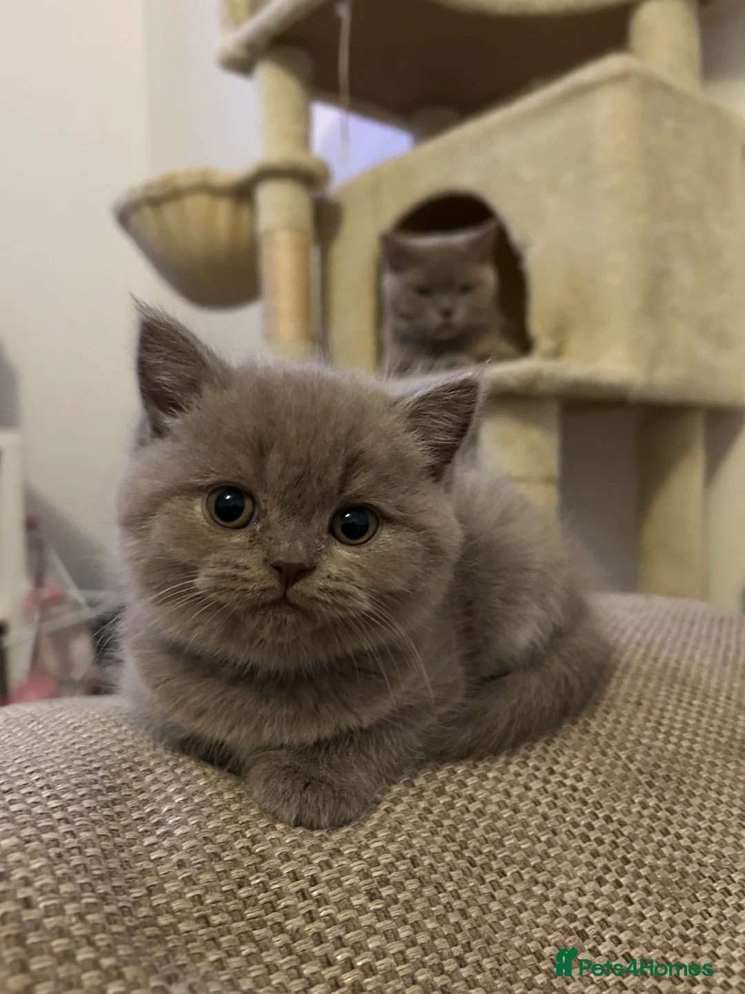 British Shorthair cats for sale: 1 beautiful chunky lilac boy left   - Advert 15