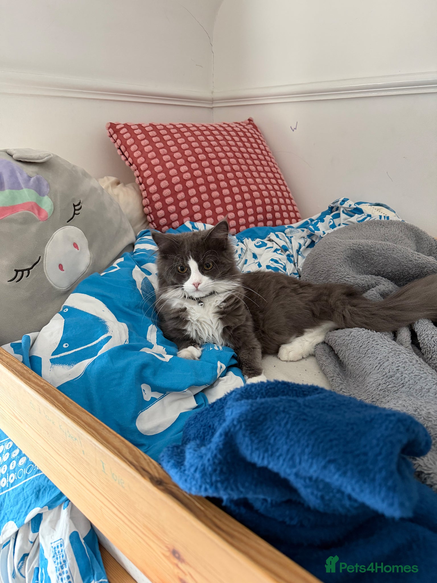 Maine Coon cats for sale: Sadly rehoming our lovely Maine Coon - Advert 11