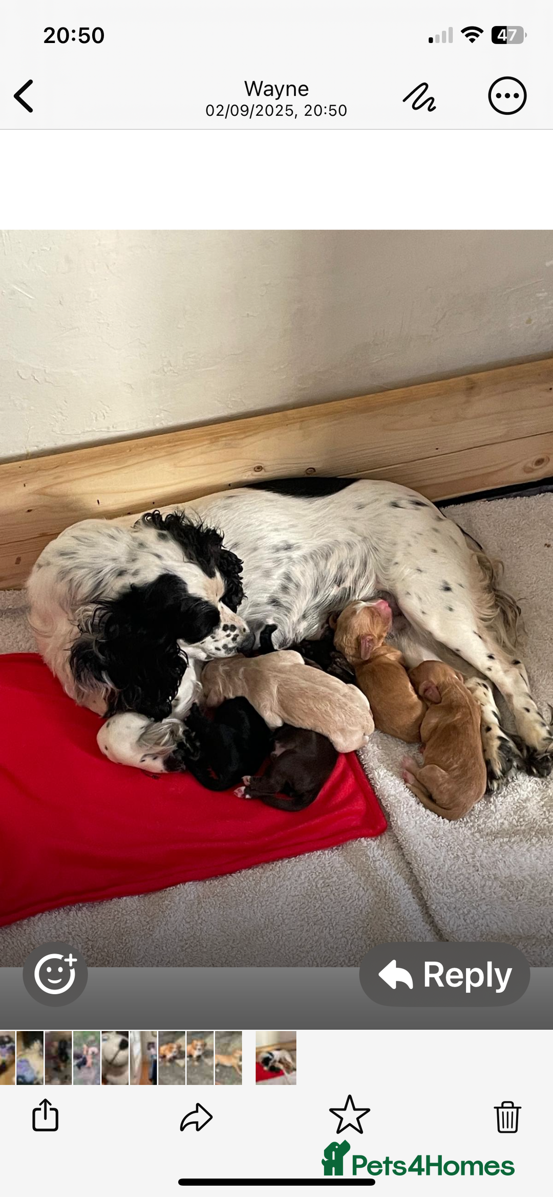 Cocker Spaniel dogs for sale: Working cocker for sale  - Image 3