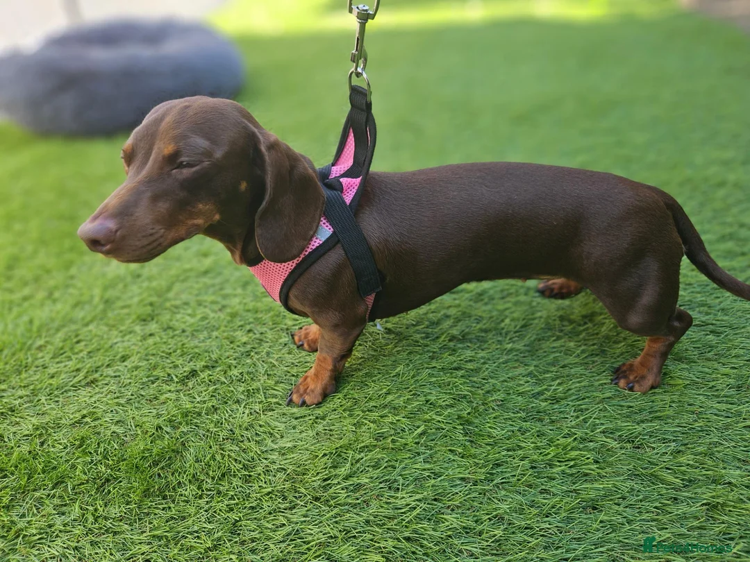Miniature Dachshund dogs for sale: Rosie, KC-registered Dachshund  - Advert 12
