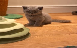 British Shorthair cats for sale: Quality GCCF British Shorthair Kittens - Image 6