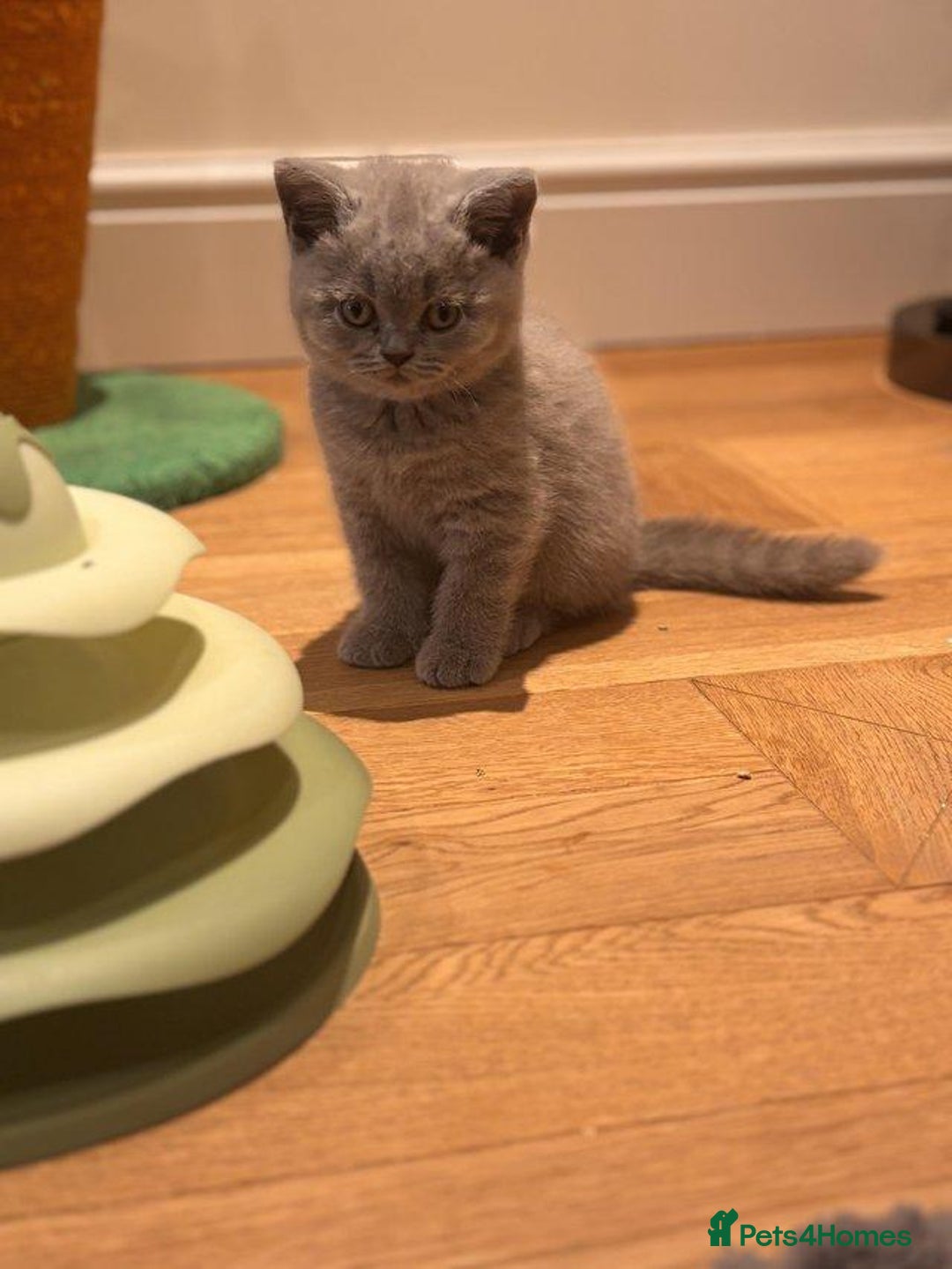 British Shorthair cats for sale: Quality GCCF British Shorthair Kittens - Image 6