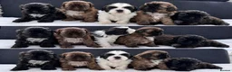 Shih Tzu dogs for sale: 🐾 Beautiful Shih Tzu Puppies For Sale 🐾 - Advert 1