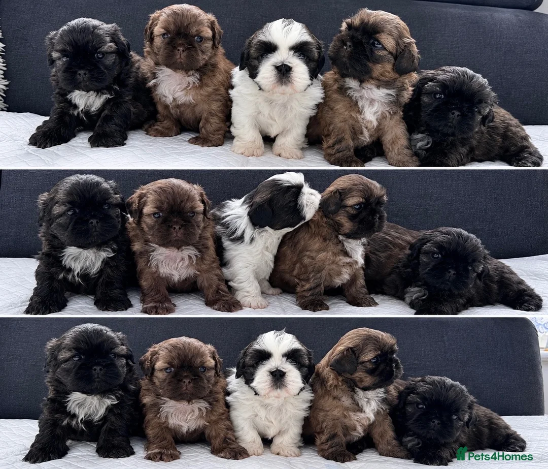 Shih Tzu dogs for sale: 🐾 Beautiful Shih Tzu Puppies For Sale 🐾 - Advert 1