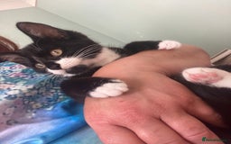 Mixed Breed cats for sale: Calico tabby cross  - Image 6