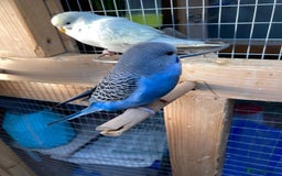 Budgerigars birds for sale: Baby budgies aviary bred  - Advert 13