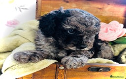 Cavapoochon dogs for sale: F1b Cavapoochon  - Image 37