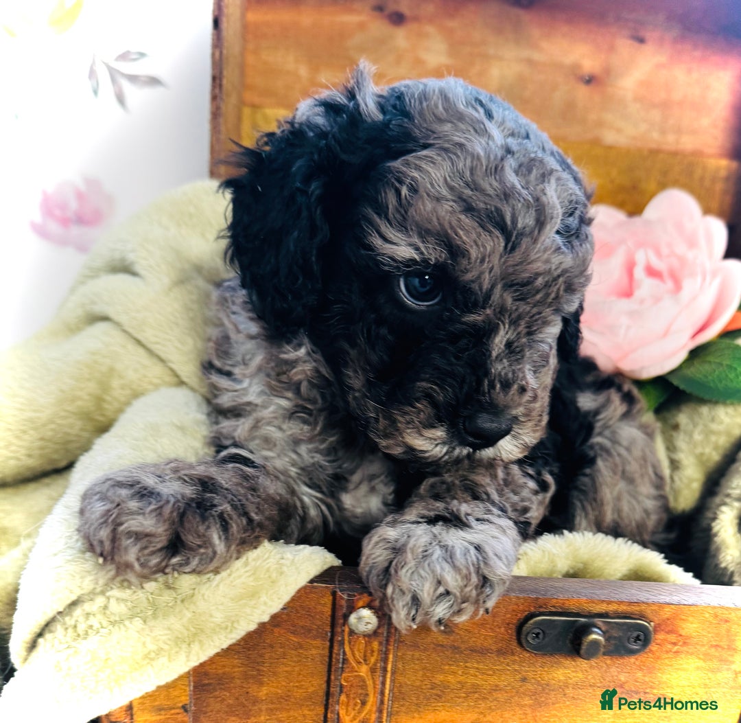 Cavapoochon dogs for sale: F1b Cavapoochon  - Image 37