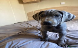 Great Dane dogs for sale: Great Dane puppies  - Image 6