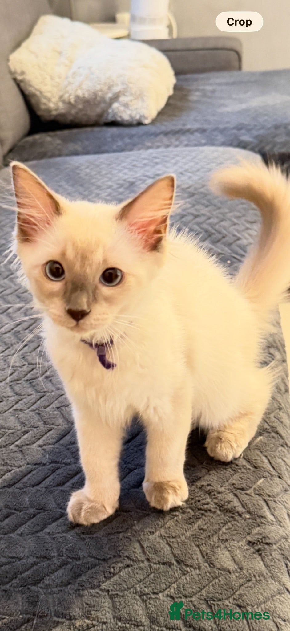 Ragdoll cats *** Last 2 Male Blue Point Ragdoll Kittens ** - Advert 4