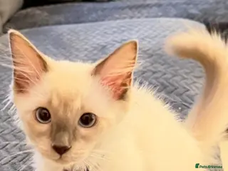 Ragdoll cats *** Last 2 Male Blue Point Ragdoll Kittens ** - Advert 4