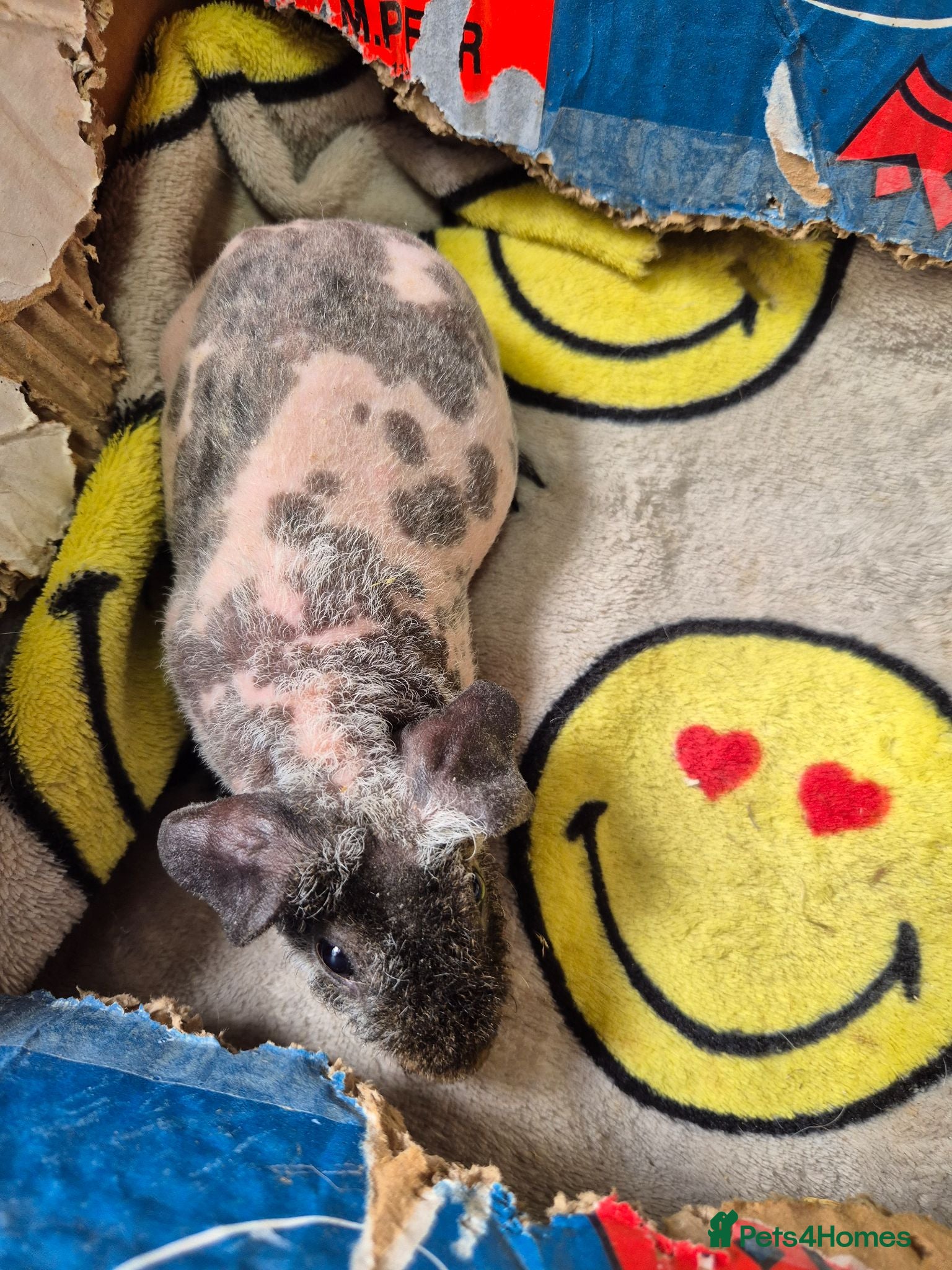 Guinea Pig rodents Baby Male Skinny Pigs For Sale  - Advert 1