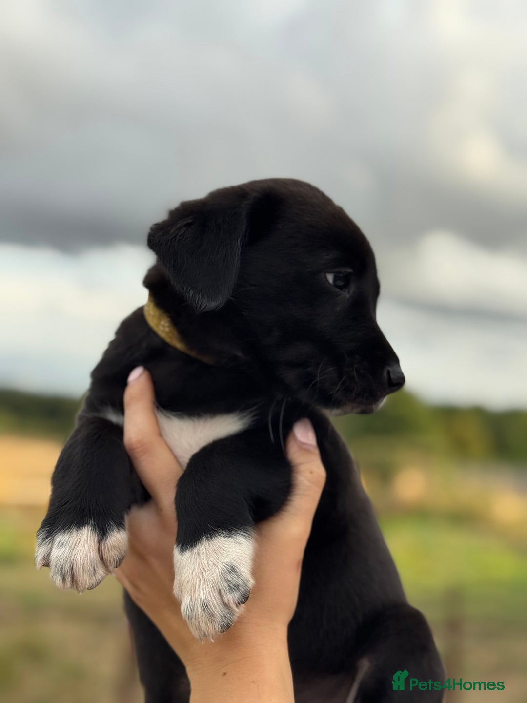 Borador dogs for sale: Beautiful intelligent Borderdors for sale  - Image 13