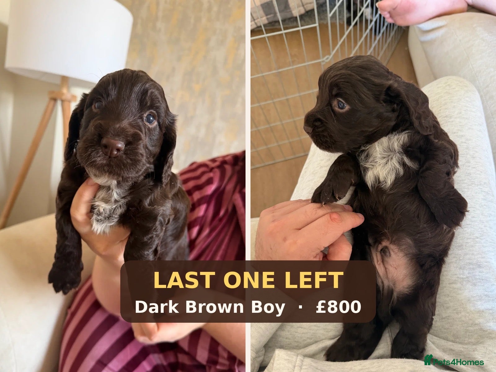 Cocker Spaniel dogs Dark Brown Cocker Spaniel Boy – Last One Left - Advert 1