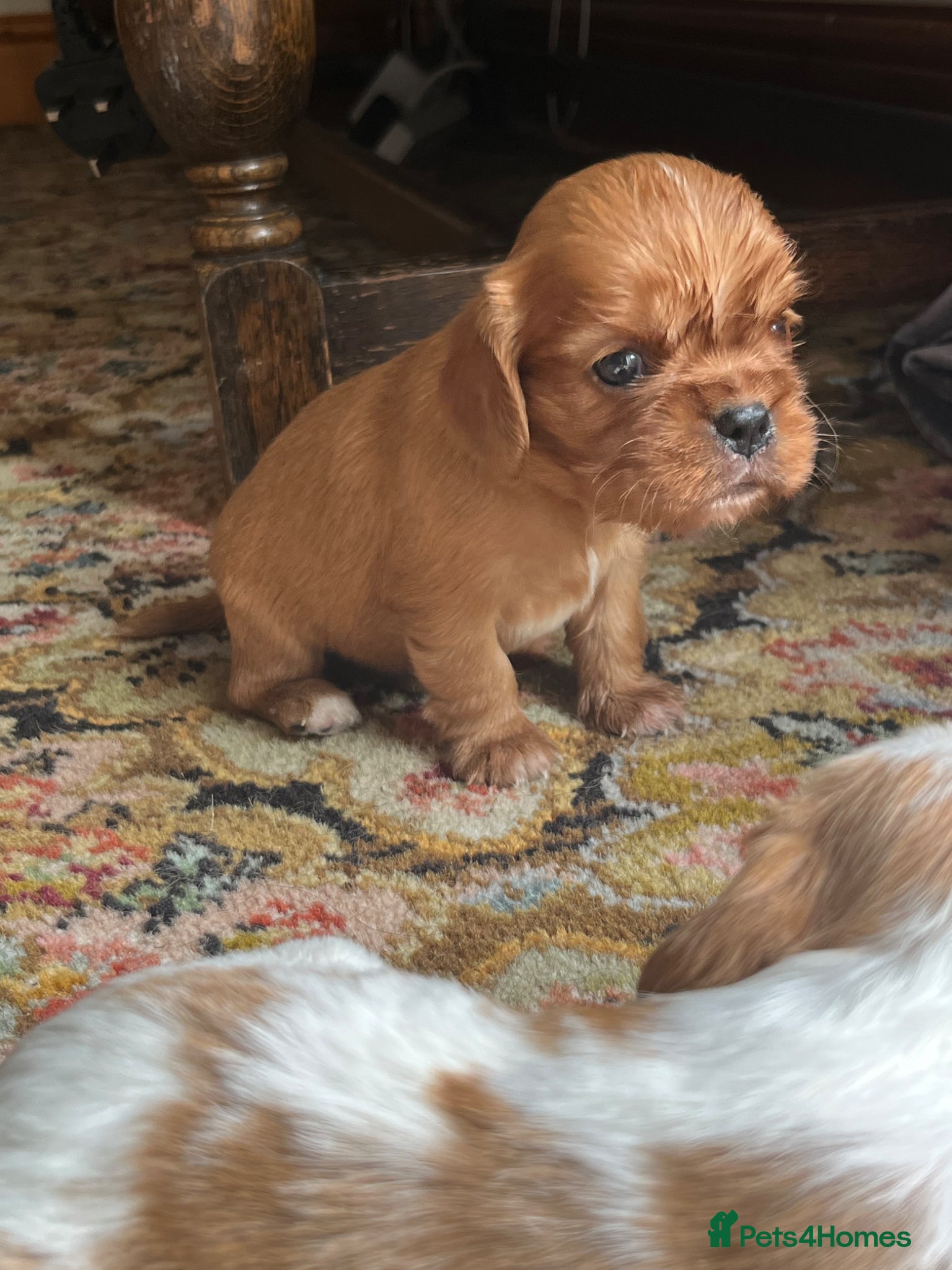 Cavalier King Charles Spaniel dogs King Charles Cavalier Puppies - Advert 2