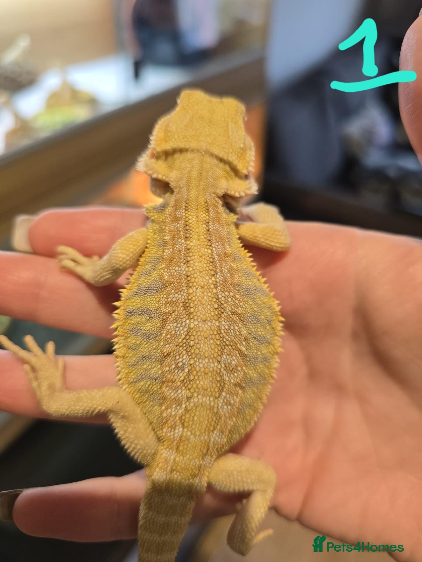 Bearded Dragon reptiles Baby bearded dragons - Advert 1