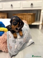 Miniature Dachshund dogs - Advert 3