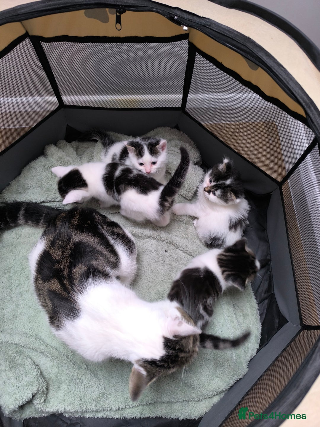Mixed Breed cats for sale: Beautiful kittens are looking for a new family. - Advert 8