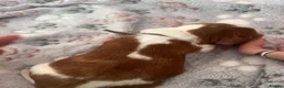 Welsh Springer Spaniel dogs for sale: KC Registered puppy girl available  - Advert 7