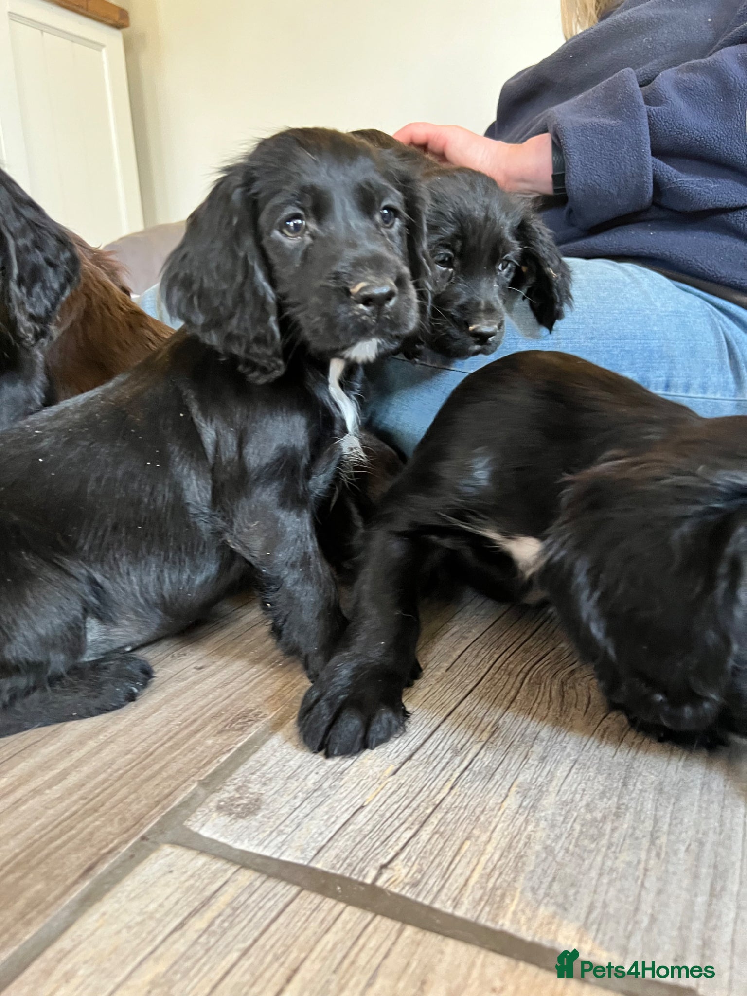 Cocker Spaniel dogs working cockers looking for their forever homes  - Advert 1