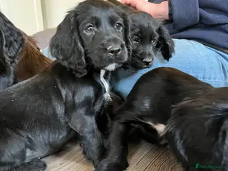 Cocker Spaniel dogs working cockers looking for their forever homes - Advert 1