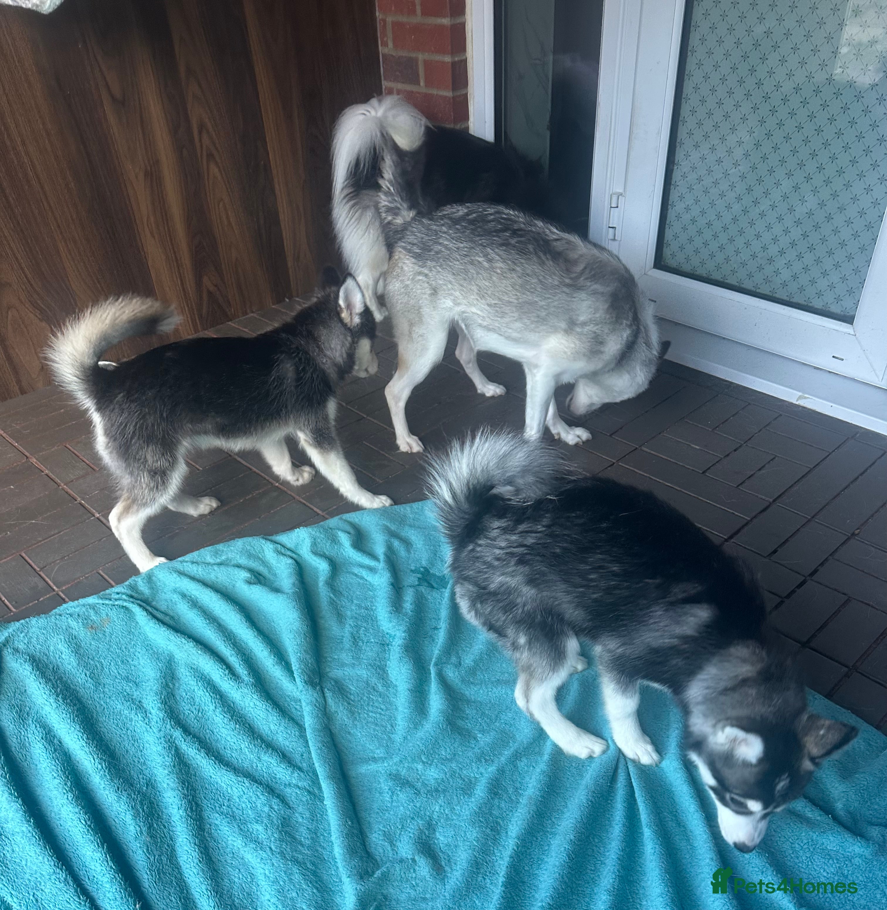 Pomsky dogs Just 2 left girls f4 pomsky  - Advert 2