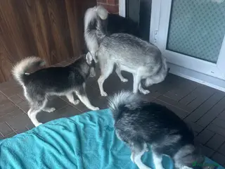 Pomsky dogs Just 2 left girls f4 pomsky - Advert 2