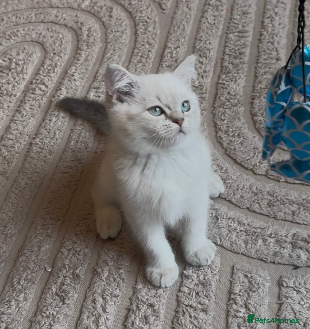 Selkirk Rex cats for sale: Intelligent Beautiful Selkirk Rex Girl - Advert 6