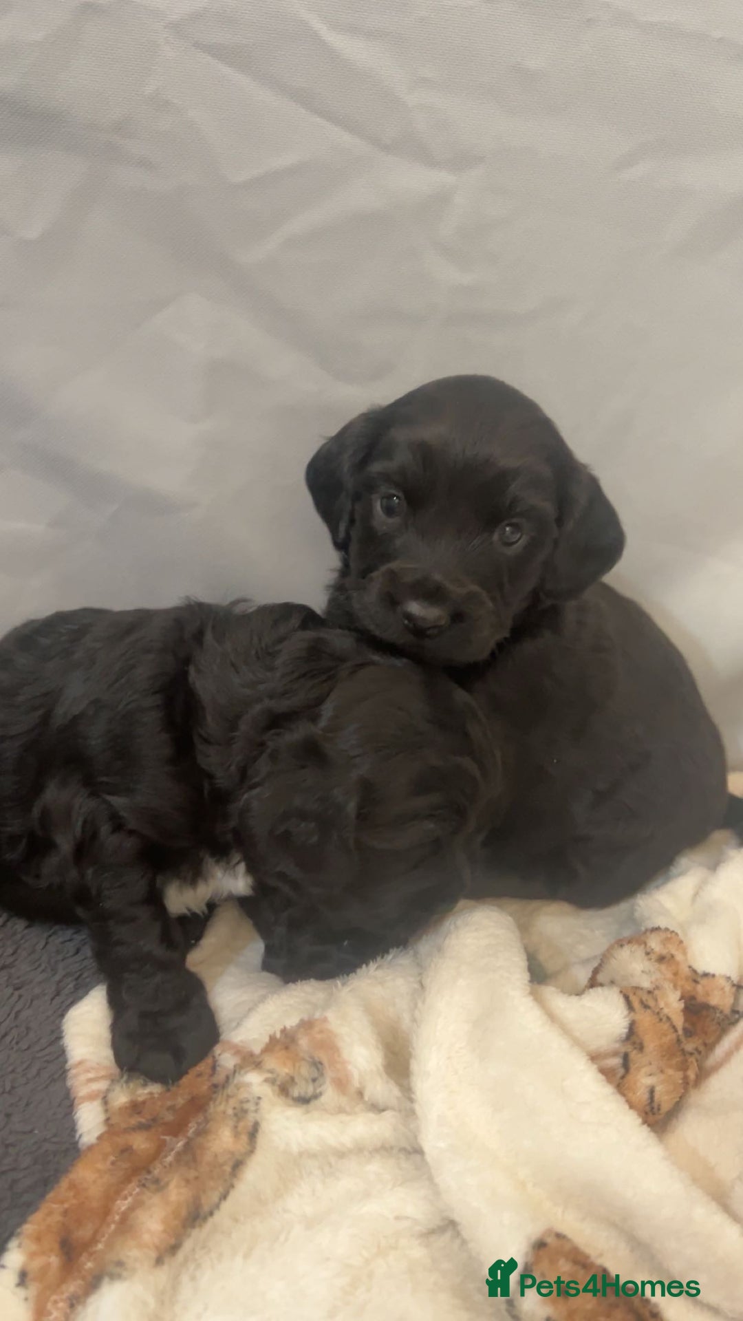Cockapoo dogs for sale: Beautiful f2 cockapoo pups - Advert 9