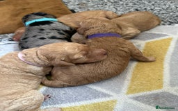 Cockapoo dogs for sale: Cockapoo Pups - Image 9