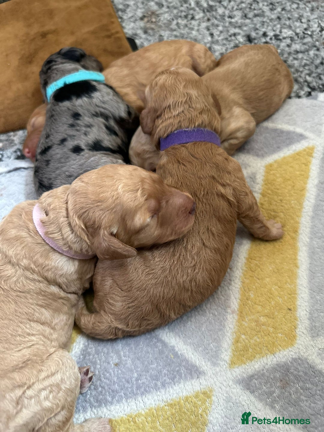 Cockapoo dogs for sale: Cockapoo Pups - Image 9