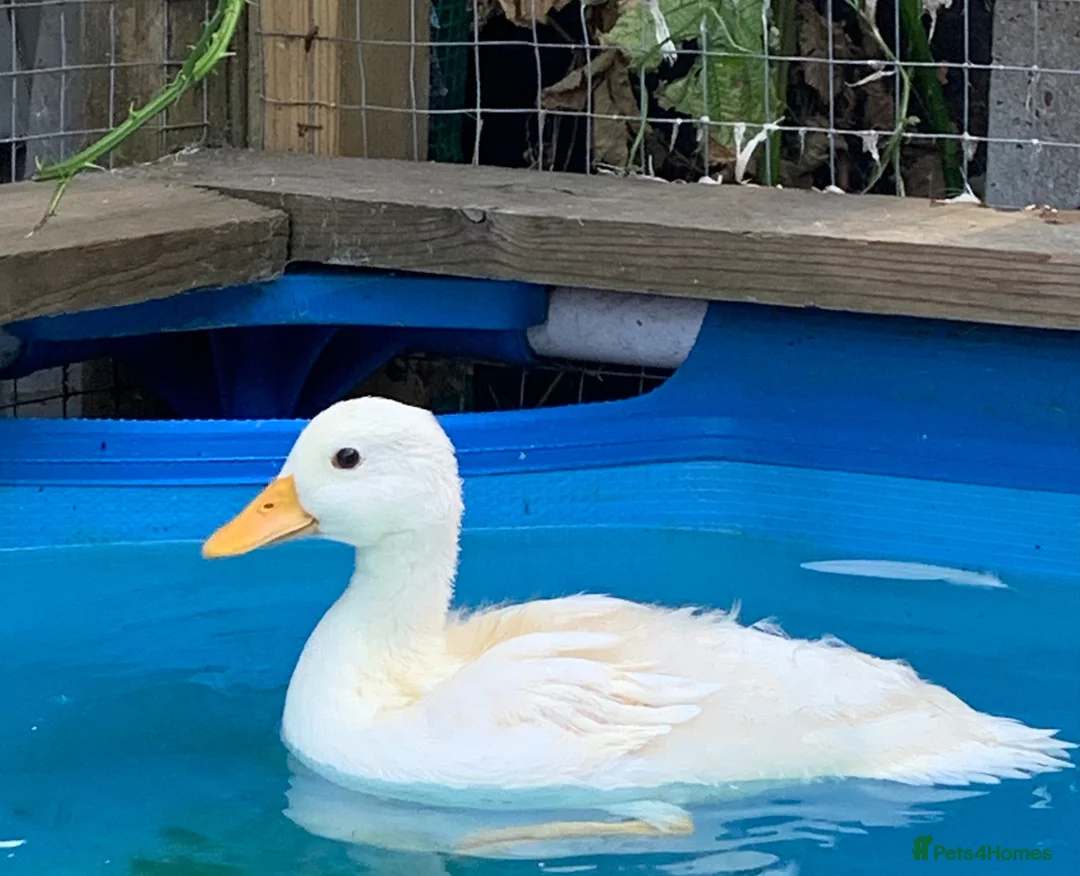 Ducks poultry for sale: Male call duck  - Advert 2