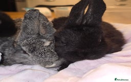 Lionhead rabbits for sale: 3 left lion x cross lop - Image 5