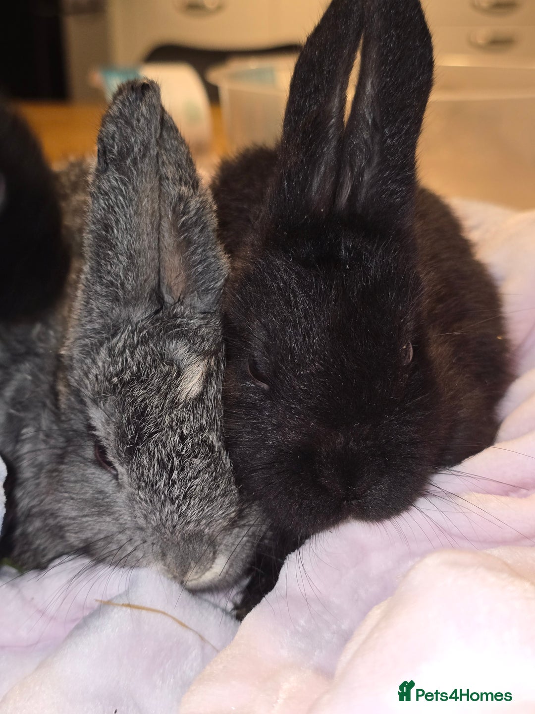 Lionhead rabbits for sale: 3 left lion x cross lop - Image 5