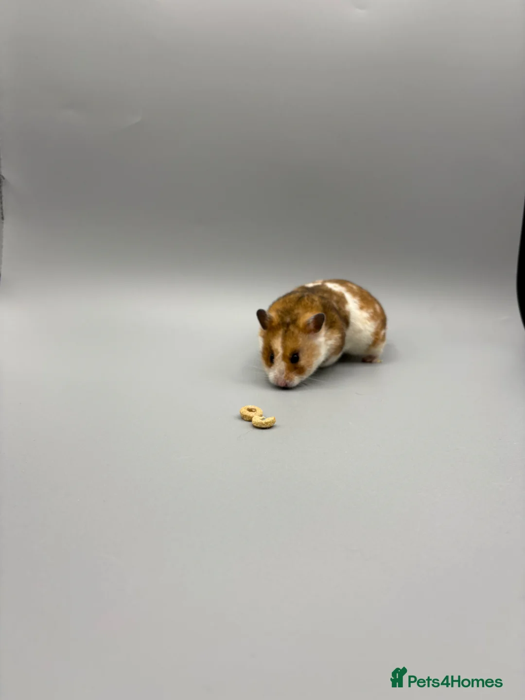 Hamster rodents for sale: Pedigree Syrian and dwarf hamsters - Advert 2