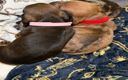 Dachshund dogs for sale: Dachshund puppies for sale  - Image 2