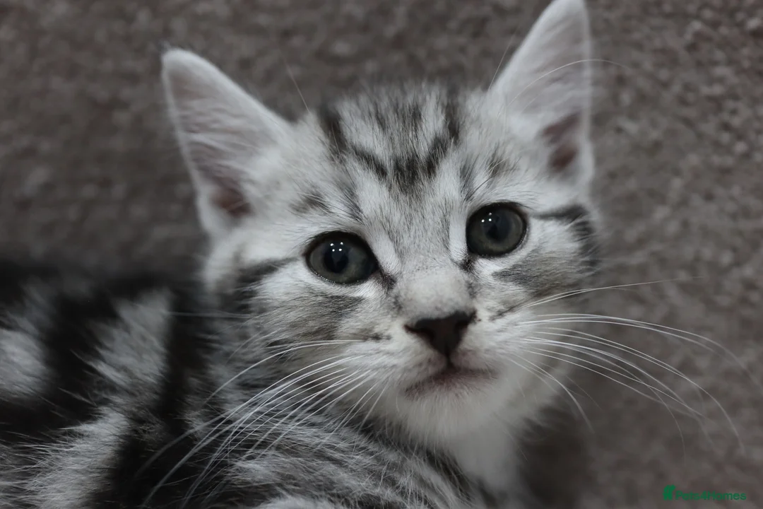 Domestic Shorthair cats for sale: Four beautiful kittens remaining - Advert 7