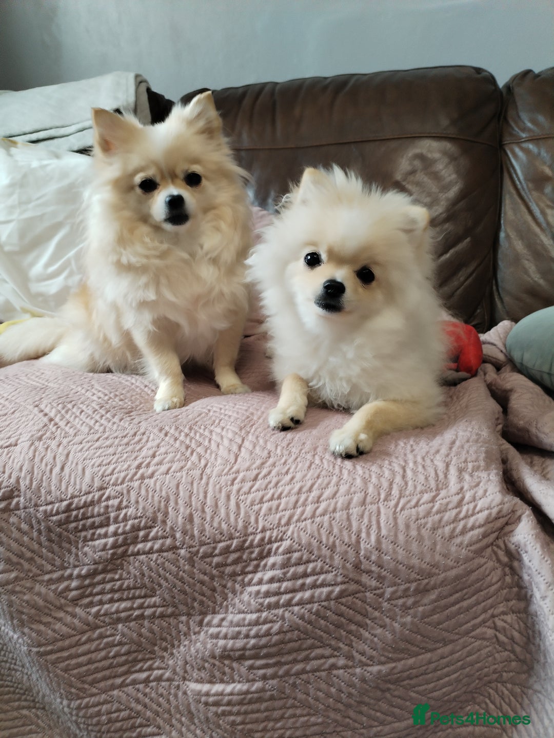 Pomeranian dogs for sale: Baby Teacup pomeranian boy  - Image 4