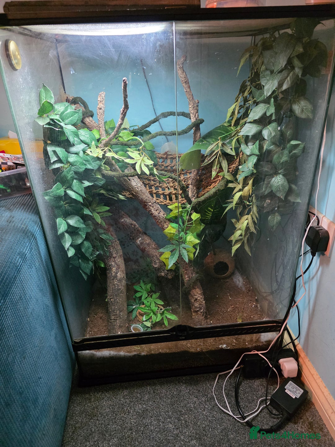 Gecko reptiles for sale: Male & Female crested gecko full set up - Advert 2